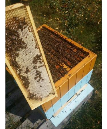 Raw Wildflower Honey - Unpasteurized & Unfiltered - From Meden 1.6kg - 100% Natural & Pure - Buy Online on GoSupps.com