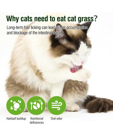 90g Cat Grass Treats Cat Grass Teething Stick for Hairball Remove and Teeth Cleaning Edible Cat Grass Stick Snack - Buy Online on GoSupps.com