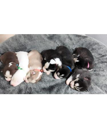 Gamuda Adjustable Soft Nylon Dog Collar for Puppies - Monochrome Gelpin Neck Strap with 2 Recording Tables - 12 Set (M) Medium | International Shipping - Buy Online on GoSupps.com