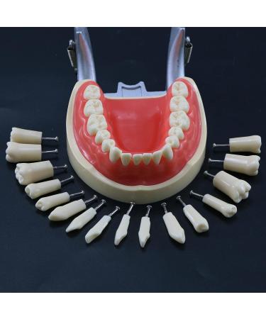 Buy Lmeili Dental Typodont Model with 32 Removable Teeth & Cheek Simulation - Ideal for Teaching Restorative Techniques and Anatomy Studies - Buy Online on GoSupps.com