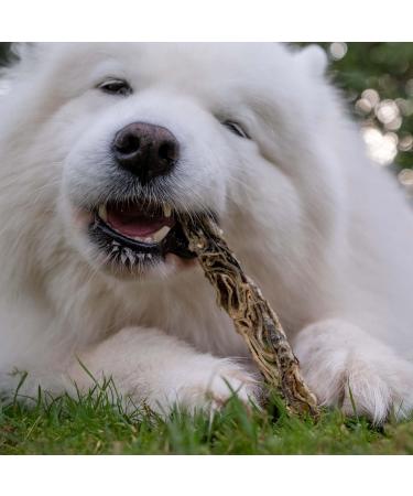 SKIPPER'S Fish Skin Jerky Fingers 250gm - Gently Air Dried Good for Teeth & Digestion Remove Plaque & Tartar Essential Omega 3 Oils 100% Natural Healthy Low Fat & Grain Free Dog Treats & Chews 250 g (Pack of 1) - Buy Online on GoSupps.com