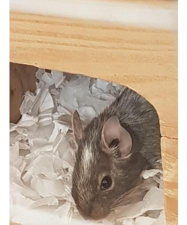 Sleepy Degu Bedding (60g) - Premium Comfort for Your Pet Degu - Buy Online on GoSupps.com