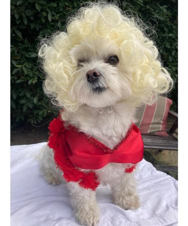 Funny Dog & Cat Role Play Wigs for Halloween Christmas & Parties | Premium Pet Wigs for Small Medium & Large Dogs - Golden Hair - Buy Online on GoSupps.com