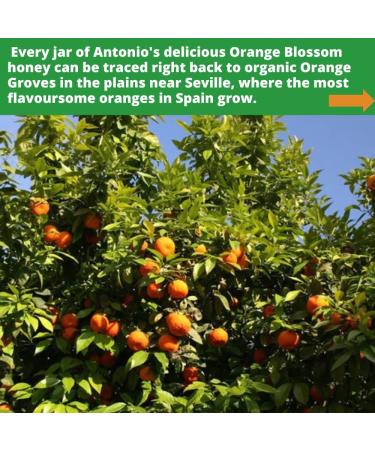 Antonios Raw Certified Orange Blossom Honey 500g - Premium Cold Pressed Antibacterial & Unpasteurized Wilderness Honey | The Raw Honey Shop - Buy Online on GoSupps.com