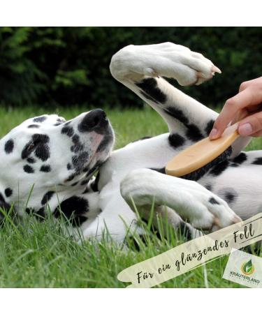Kr uterland Hemp Oil for Dogs & Cats - 500ml Pure Cold-Pressed Hemp Seed Oil | Additive-Free Premium Quality Native BARF Oil - Buy Online on GoSupps.com