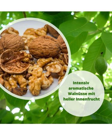 Buy Fruit Shipping24 French Walnuts (Grenoble) 2.5kg - Untreated Aromatic Fresh from Latest Harvest - Thick Sorting 34/+ - Buy Online on GoSupps.com