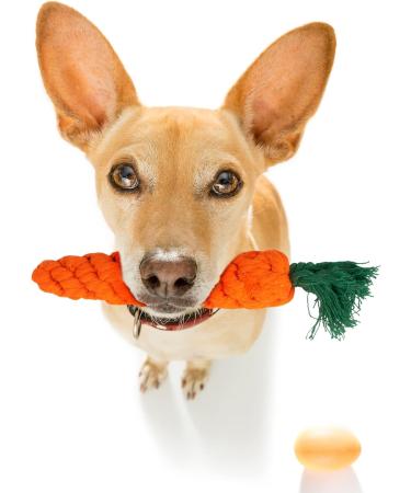 Fur & Bone 10 Pack Dog Chew Toys | Puppy Toys Dog Toys for Boredom | Indestructible Dog Toys with Rope Toys Squeaky Toy | Dog Toy Dog Teething Toys for Small & Medium Dogs | Dog - Buy Online on GoSupps.com