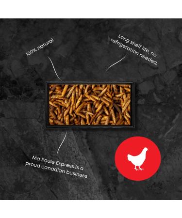 Dried Black Soldier Fly Larvae Chicken Treats for Chicken Hens Duck Bird Lizard Tortoise - High Protein - 5 Pounds - Buy Online on GoSupps.com