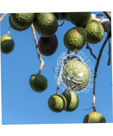 VINTORKY Shaped Growth Fruit for Shaping Reusable Forming Shaper Melon Ginseng Watermelon - Buy Online on GoSupps.com