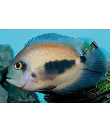 Aquatic Foods Inc. Arctic Krill Flakes which Contain Natural Carotenoids & Astaxanthin That Will Enhance The Vibrant Colors of Fish for All Tropical and Marine Fish...WL 1-lb 2oz Lg Jar 1.13 Pound (Pack of 1) - Buy Online on GoSupps.com