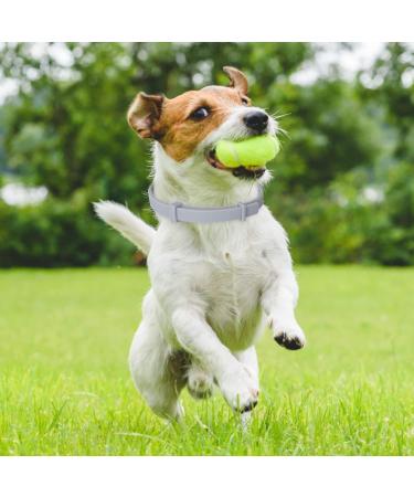 Nobleza Dog Tick Collar - 2 PCs Waterproof Adjustable Up to 8 Months Flea & Tick Protection 100% Natural Ingredients - Best for International Shipping - Buy Online on GoSupps.com