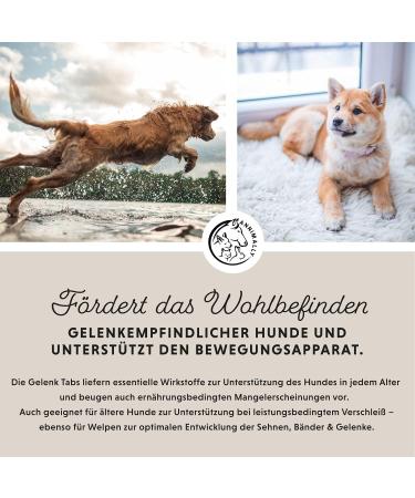 Journey Tablets for Dogs - MSM Green Lipped Mussel Devil's Claw & Glucosamine - 120 Joint Support Tablets - Easy to Administer for High Acceptance - Buy Online on GoSupps.com