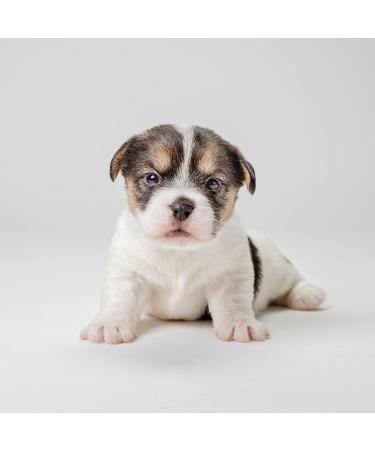 PetAg Fresh 'n Clean Puppy Shampoo - Baby Powder Fresh Scent - 18 fl oz for Soft, Vibrant & Healthy Coat - Buy Online on GoSupps.com
