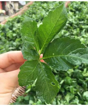 TooGet Wild Jiaogulan Loose Leaf Tea Premium Gynostemma Pentaphyllum Herbs 100% Natural - 4 OZ - Buy Online on GoSupps.com