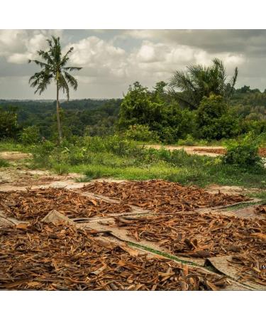 Buy Organic Ceylon Cinnamon Powder - 1kg - Finely Ground from Madagascar | Premium Baking & Seasoning - Raw Food Quality - Buy Online on GoSupps.com