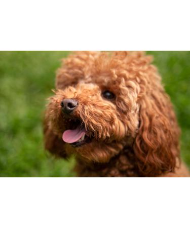Wet Dog Food - 300g - High Meat Content - Premium Quality - 36 x 300g - Buy Online on GoSupps.com