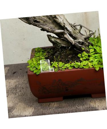 Mipcase Pet Water Feeder Ant Feeding Bowl Ants Farm Water Feeders Insect Feeder Ants Watering Cup Plastic - Buy Online on GoSupps.com