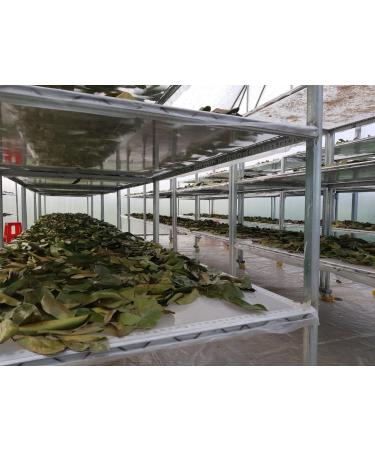 FEUILLES DE COROSSOL S CH ES 100% Naturel Non trait es R colte sauvage Sans pesticides. Soursop Graviola. Marque fran aise L'EssenCiel. 100g - Buy Online on GoSupps.com