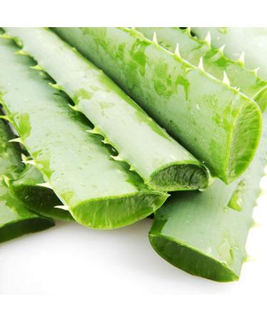  VONDERWEID Organic Aloe Arborescens leaves of Sicilian cultivation in open air | Quality leaves to make Aloe Arborescens juice - Aloe Arborescens Gel and Aloe Padre Zago | (2 kg) - Buy Online on GoSupps.com