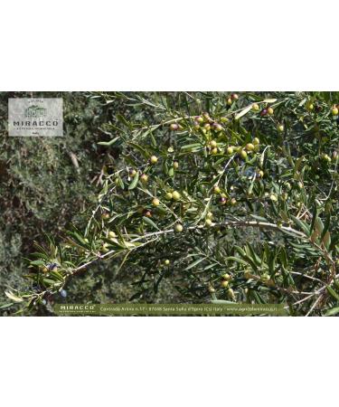 MIRACCO 100% Italian Organic Calabrian Extra Virgin Olive Oil Cold Pressed 500 ml - Buy Online on GoSupps.com