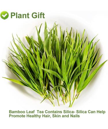 Plant Gift Bamboo Leaf tea Chinese flower tea fruit tea 100% natural ability Beautiful Anti Aging 15g - Buy Online on GoSupps.com
