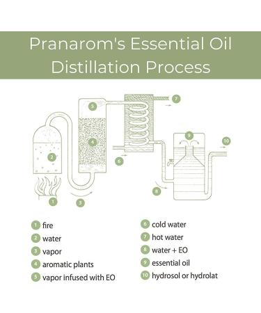 Pranarom Peppermint Essential Oil 0.17 fl oz (5 ml) - Pure Aromatherapy & Wellness - Buy Online on GoSupps.com