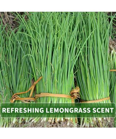 KitaMa Lemongrass Massage Oil 5000ml - Nourishing Body Oil for Relaxation & Care - Thai Aromatherapy Oil - Buy Online on GoSupps.com