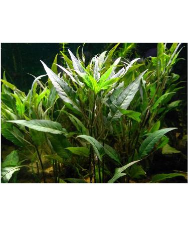 Florida 10 Species Live Aquarium Plants Bundle - Vibrant and Diverse Aquatic Flora Collection - Buy Online on GoSupps.com