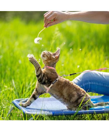 Adjustable Tiesome Cat Dishes with Leash & Collar Set - Color Gradient Kitten Dishes for Outdoor Walks (Orange & Yellow) - Buy Online on GoSupps.com