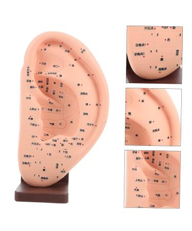 Solustre Ear Massage Model - Natural Size Human Ear Acupoint Tool with Base - Buy Online on GoSupps.com