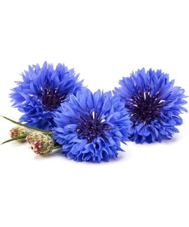 al badil Organic Blueberry Petals Centaurea cyanus Herbal Tea Edible and Decorative Flowers - Buy Online on GoSupps.com