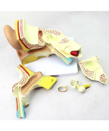 Medical Human Ear Model Outer and Middle Ear and Inner Ear ENT Ear Structure Model Ear Structure Model - Buy Online on GoSupps.com