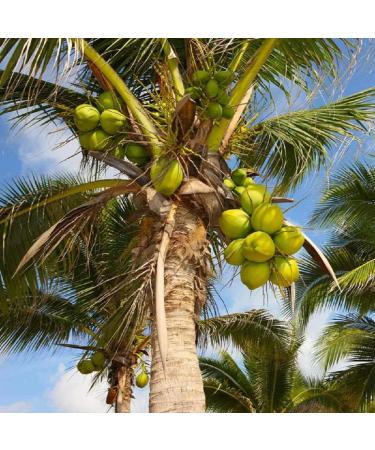 Tooludic Sundried coconutcopra cube from Pacific Mexico 500 g - Buy Online on GoSupps.com