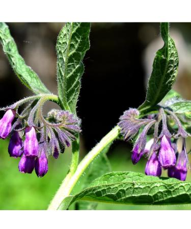 Skin Repair Comfrey Salve - 100% Natural and Organic Dry and Cracked Skin Massage Balm Sore Muscles plastic free handcrafted - 2oz - Buy Online on GoSupps.com