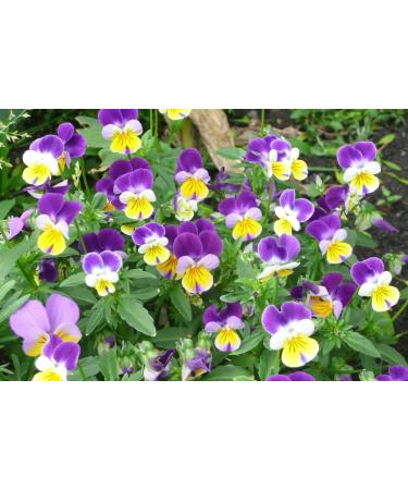Wild Pansy Herb Tea | Viola Tricolor L | Pens es Herbe Tisane | Health Embassy (50g) - Buy Online on GoSupps.com