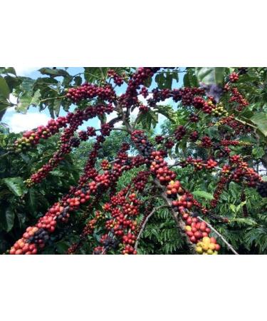 Black Tucano Brazilian Specialty Medium Roast Single Origin Coffee - Premium 86+ Points Whole Bean - 250g 24 Pack - Buy Online on GoSupps.com
