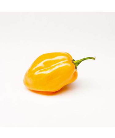 Akabanga Chili Oil Sauce - Piri-Piri Bird's Eye - 50.000-100.000 Scoville - Rwanda Africa (2 x 100 ml) - Buy Online on GoSupps.com
