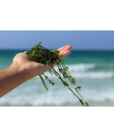 Iota - Carrageenan Iota - Carrageenan Jota - Carrageenan pure-refined E407 molecular cuisine sachet 250g - Buy Online on GoSupps.com