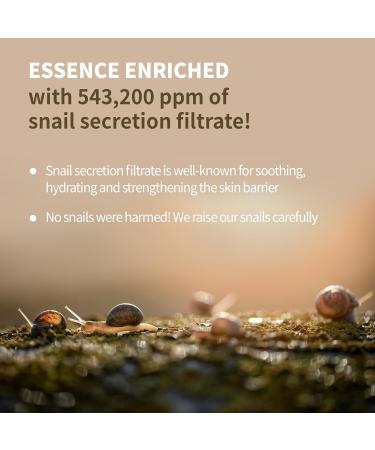 BENTON Snail Bee High Content Lotion 120ml - Hydrating Korean Facial Moisturizer with Snail Mucin & Bee Venom for Dry & Combination Skin | 2023 Renewal - Buy Online on GoSupps.com