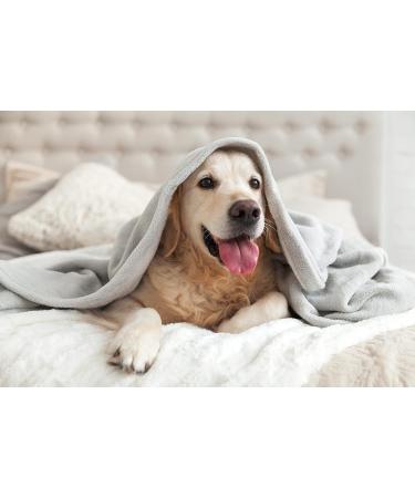 Roqsy Natur-Hundehampoo 1000ml Vegan Organic Dog Shampoo for Sensitive Skin & Allergies | Suitable for All Breeds & Fur Types - Buy Online on GoSupps.com
