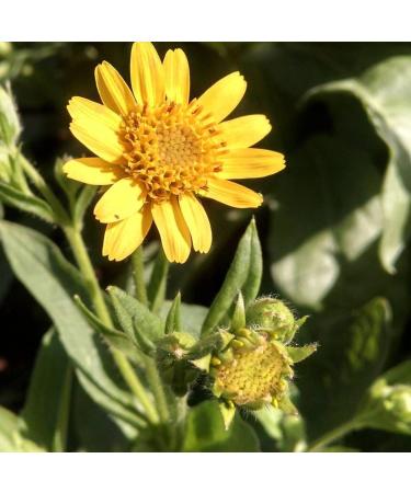  P&E Organic Arnica Flowers 100g Herbal Tea Infusion (Mountains of Mexico) - Herbs and Spices - Buy Online on GoSupps.com