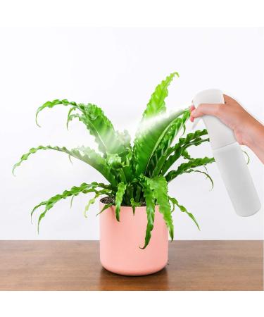 Water Spray Bottle 300ml (2 Pack) - Perfect for Gardening Hairdressers & Cleaning | Empty Fine Mist Spray Bottles - Buy Online on GoSupps.com