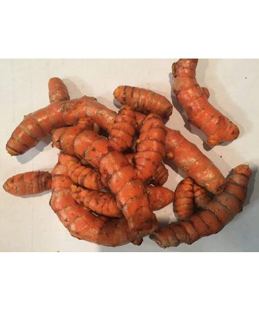 USDA Organic Turmeric Whole Raw Root (1 Pound) 1 Pound (Pack of 1) - Buy Online on GoSupps.com