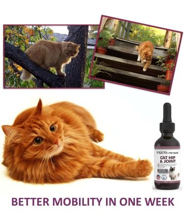 Nodens Cat Hip and Joint Glucosamine with Chondroitin, Opti-MSM, Hyaluronic Acid - 2 fl oz for Joint Flexibility & Pain Relief - Buy Online on GoSupps.com