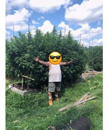 Wallace Organic Wonder Soluble Seaweed Powder Organic Fertilizer (20 pounds) - Buy Online on GoSupps.com