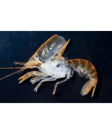 NatureHolic - MineralCube Spinat Power I for mineral intake I with valuable spinach I No water pollution I Ideal food for holidays I 47ml - Buy Online on GoSupps.com