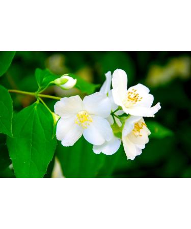 Floral Solid Perfume | All Natural Phthalate-Free Fragrance | Long-Lasting Highly Scented Layerable Balm | Portable 1/4 oz Tin | Travel-Friendly (Jasmine) - Buy Online on GoSupps.com