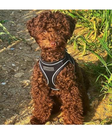 Bunty Medium Dog Harness & Puppy Harness - Durable Lightweight Design Breathable Comfy Padded Reflective Trim - Anti Pull Dog Harness Medium Lead Attachment Easy Fit - Yellow Medium Yellow - Buy Online on GoSupps.com