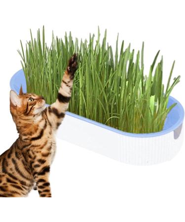 Youding Cat Grass Growing Kit Planter Tray Catnip Box Chewing Kitten Plant Set for Snacks Soil Free Snacks Digestion Pet Food Indoor Nursery Balcony Patio Blue - Buy Online on GoSupps.com
