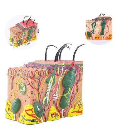 Anatomical Model of The Human Skin Tissue Structure with 35 Times Enlargement - Suitable for Research and Medical Training